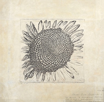 "Sunflower", 1970